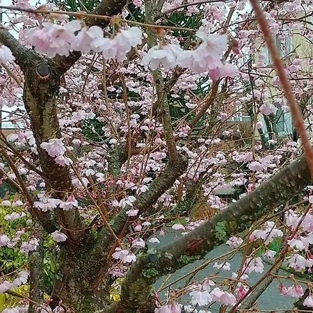 아파트 J 크로이츠탈